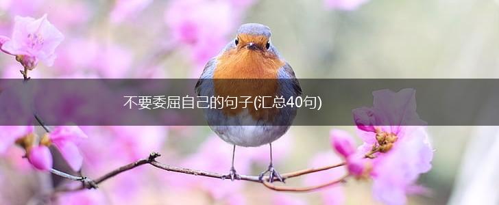不要委屈自己的句子(汇总40句),第1张