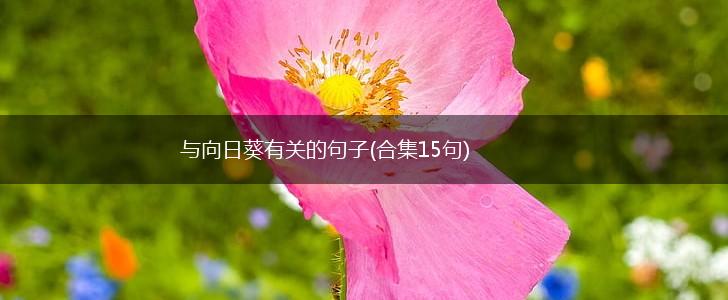 与向日葵有关的句子(合集15句),第1张