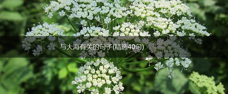 与大海有关的句子(精选40句),第1张