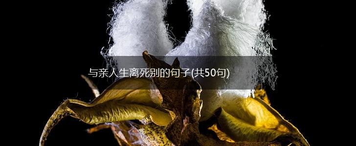 与亲人生离死别的句子(共50句),第1张