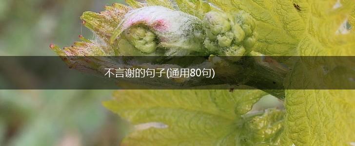 不言谢的句子(通用80句),第1张