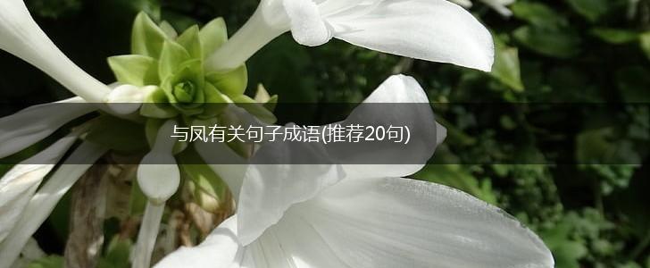 与凤有关句子成语(推荐20句),第1张