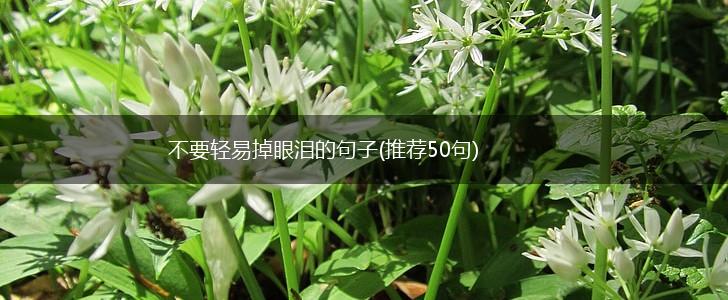 不要轻易掉眼泪的句子(推荐50句),第1张