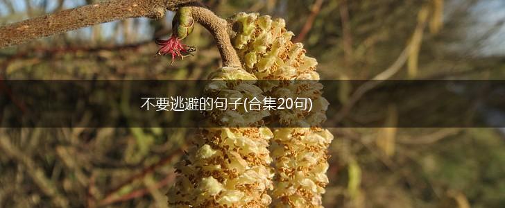 不要逃避的句子(合集20句),第1张
