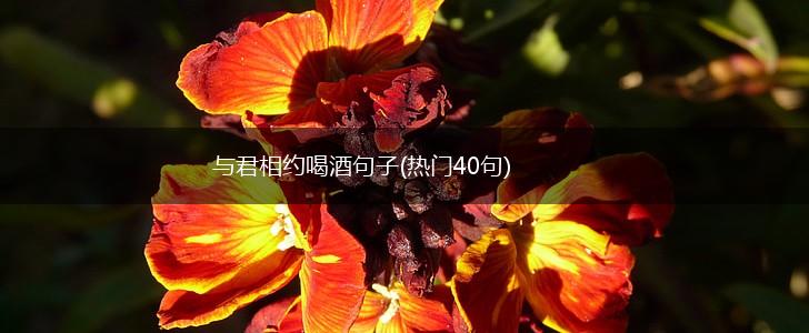 与君相约喝酒句子(热门40句),第1张