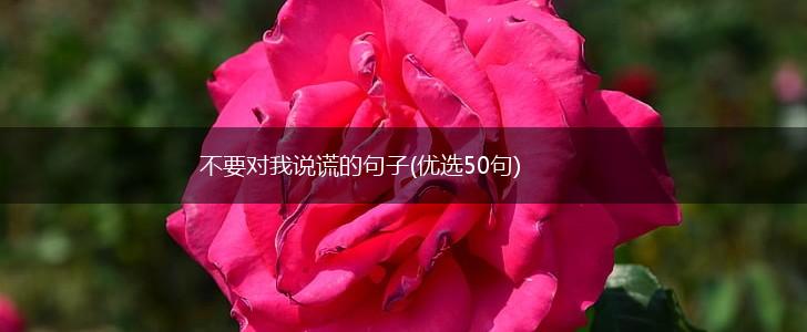 不要对我说谎的句子(优选50句),第1张