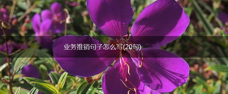 业务推销句子怎么写(20句),第1张