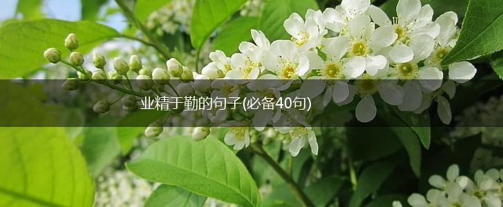 业精于勤的句子(必备40句),第1张
