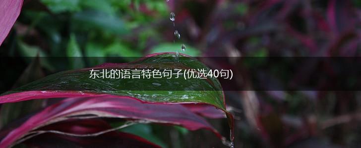 东北的语言特色句子(优选40句),第1张