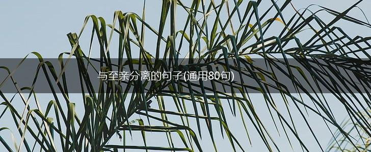 与至亲分离的句子(通用80句),第1张