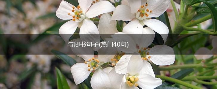 与卿书句子(热门40句),第1张