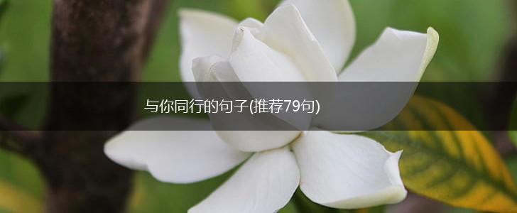 与你同行的句子(推荐79句),第1张