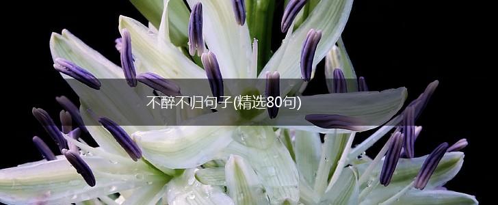 不醉不归句子(精选80句),第1张