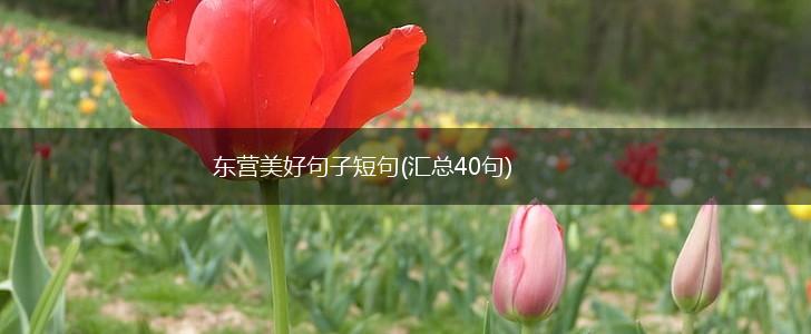 东营美好句子短句(汇总40句),第1张