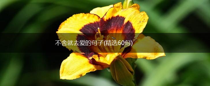 不舍就去爱的句子(精选60句),第1张
