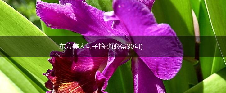 东方美人句子摘抄(必备30句),第1张