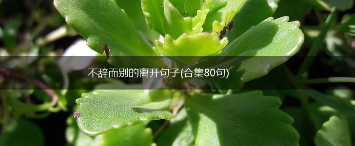 不辞而别的离开句子(合集80句),第1张