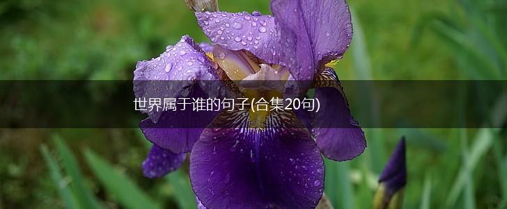 世界属于谁的句子(合集20句),第1张