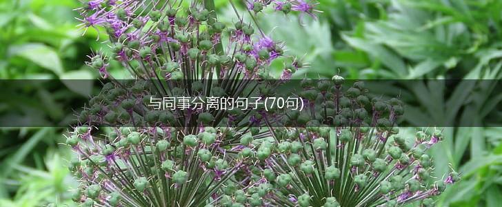 与同事分离的句子(70句),第1张