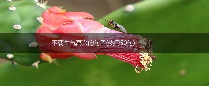 不要生气高兴的句子(热门50句),第1张