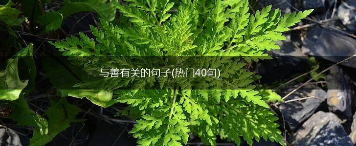 与善有关的句子(热门40句),第1张