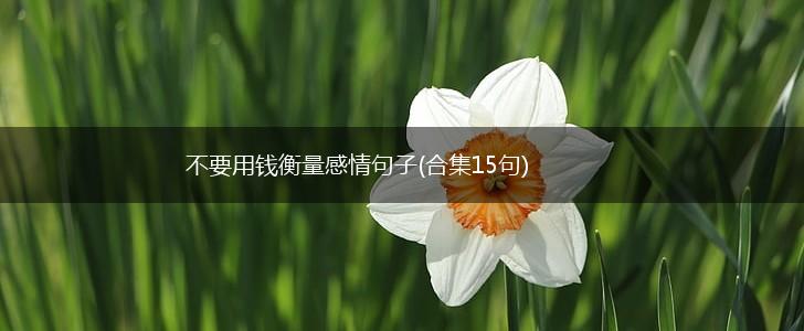 不要用钱衡量感情句子(合集15句),第1张