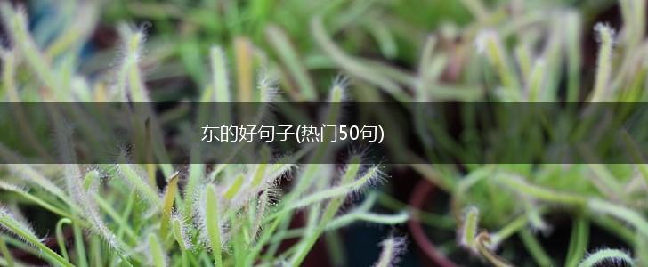 东的好句子(热门50句),第1张