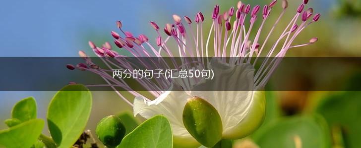 两分的句子(汇总50句),第1张