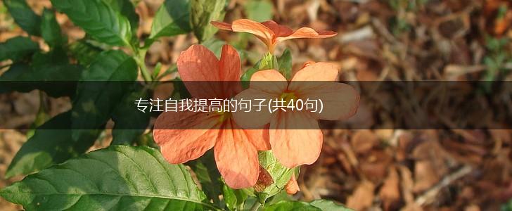 专注自我提高的句子(共40句),第1张