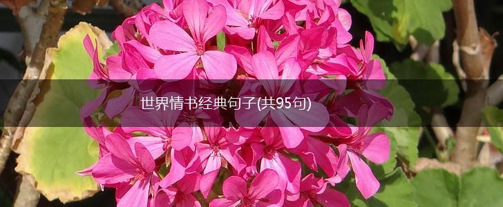 世界情书经典句子(共95句),第1张