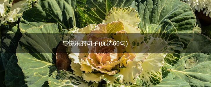 与快乐的句子(优选60句),第1张