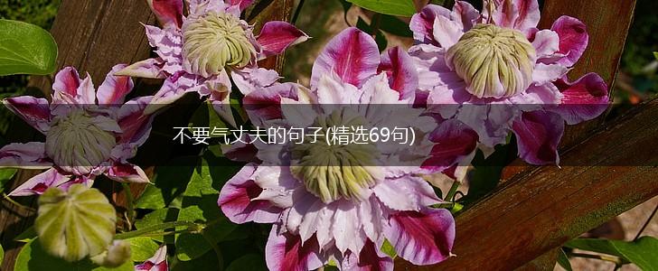 不要气丈夫的句子(精选69句),第1张