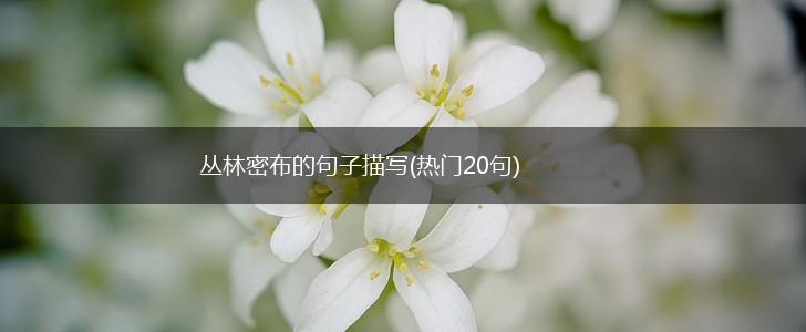 丛林密布的句子描写(热门20句),第1张