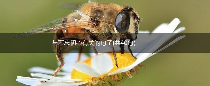 与不忘初心有关的句子(共40句),第1张