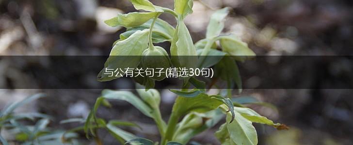 与公有关句子(精选30句),第1张