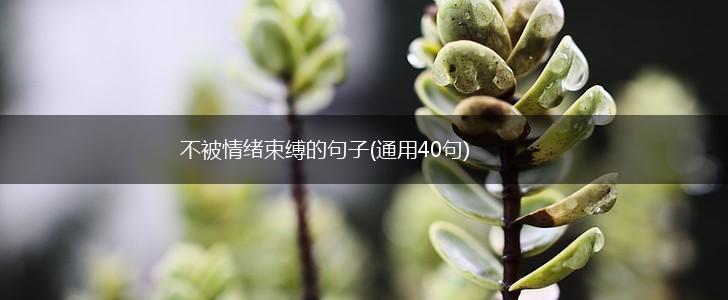 不被情绪束缚的句子(通用40句),第1张