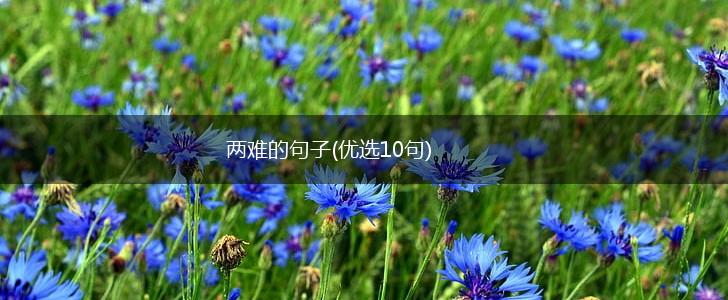两难的句子(优选10句),第1张