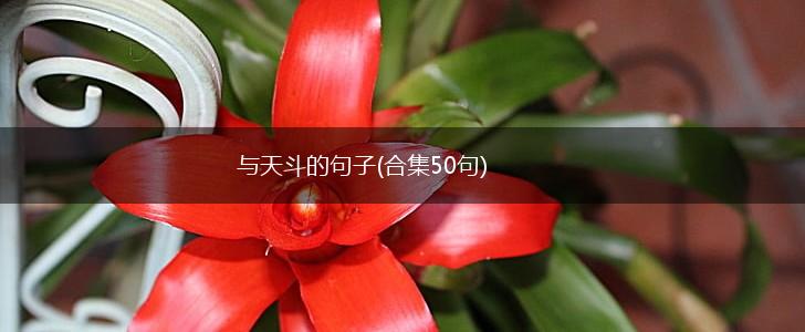 与天斗的句子(合集50句),第1张
