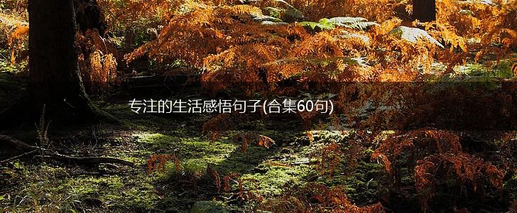 专注的生活感悟句子(合集60句),第1张