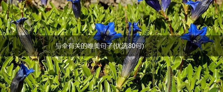 与伞有关的唯美句子(优选80句),第1张
