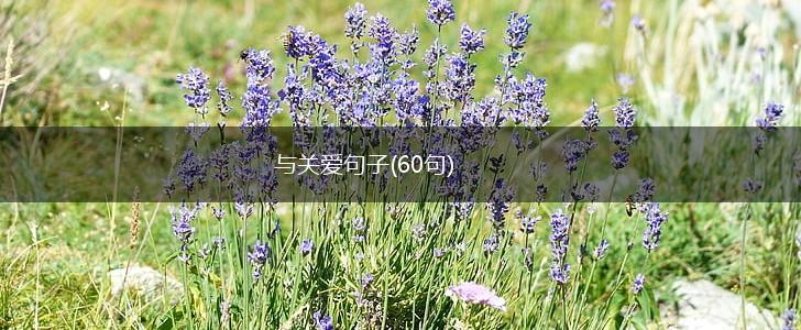 与关爱句子(60句),第1张