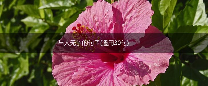 与人无争的句子(通用30句),第1张