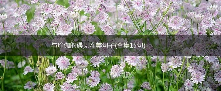 与瑜伽的遇见唯美句子(合集15句),第1张