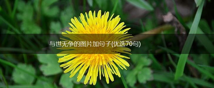 与世无争的图片加句子(优选70句),第1张