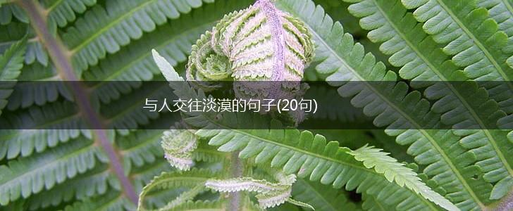 与人交往淡漠的句子(20句),第1张