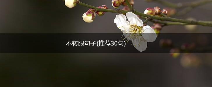 不转眼句子(推荐30句),第1张