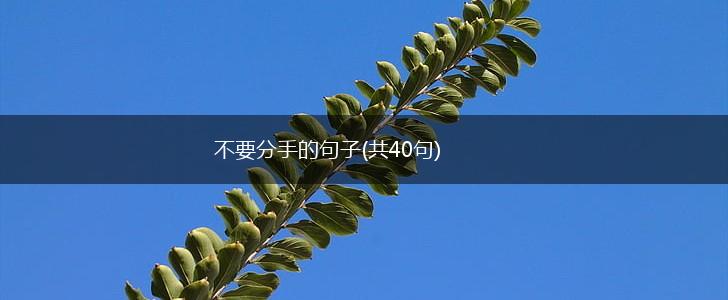 不要分手的句子(共40句),第1张