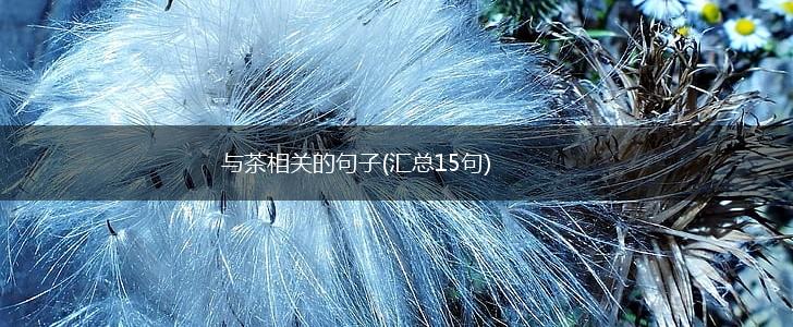 与茶相关的句子(汇总15句),第1张