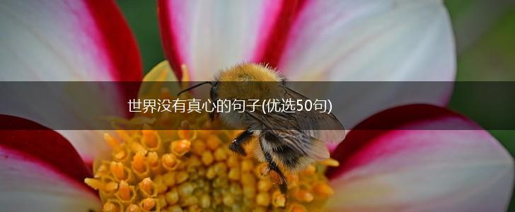 世界没有真心的句子(优选50句),第1张