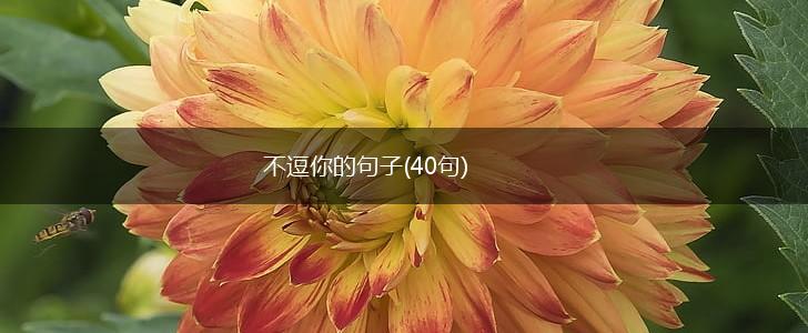 不逗你的句子(40句),第1张